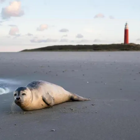 In Friesland Near The Coast *