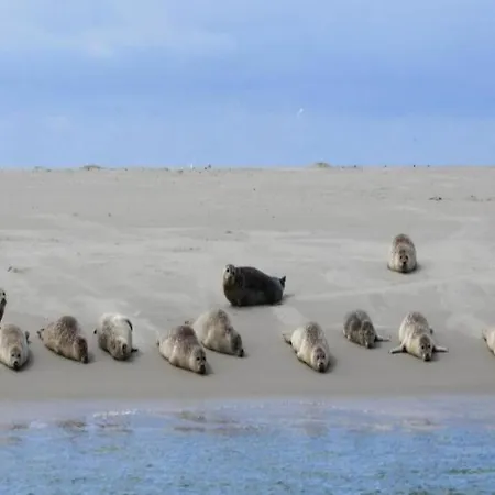 In Friesland Near The Coast Westermient